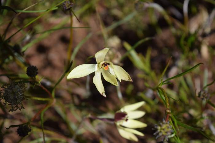 Thelymitra - Orchid-vanilla-0003.JPG